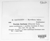 Puccinia gentianae image